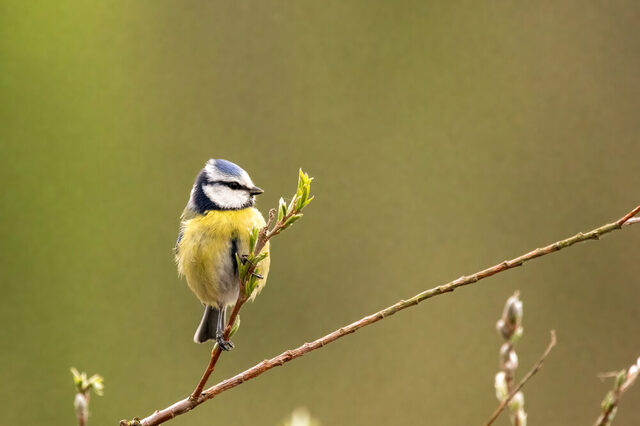 Blaumeise sitzt auf Zweig