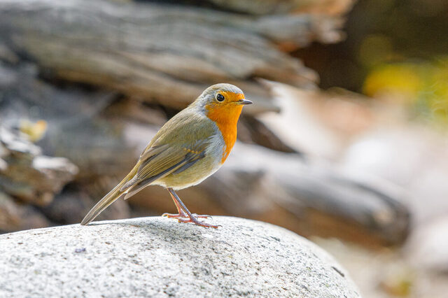 Rotkehlchen steht auf einem Stein
