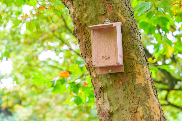 Nistkasten für Baumläufer