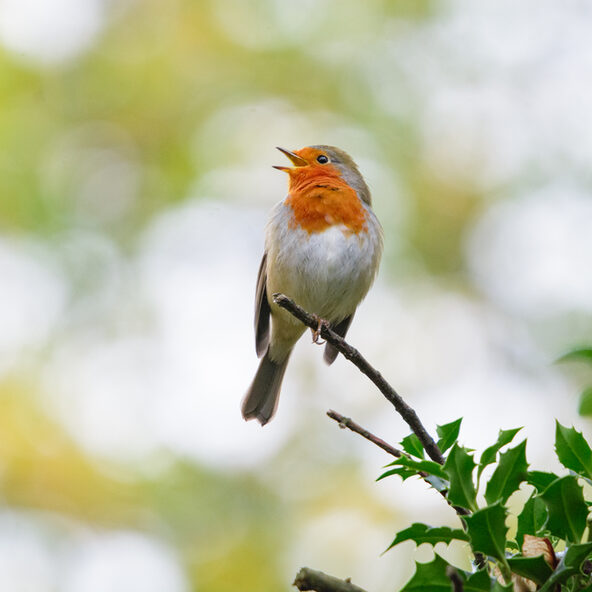 Rotkehlchen auf Zweig