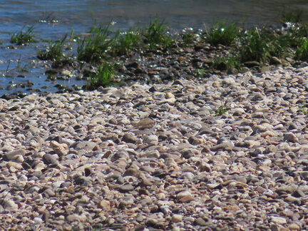 Flussregenpfeifer auf dem Kiesbett