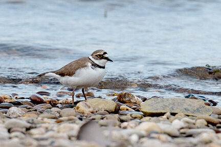 Flussregenpfeifer am Ufer