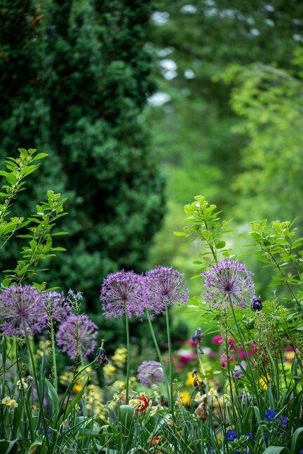 Blumenwiese