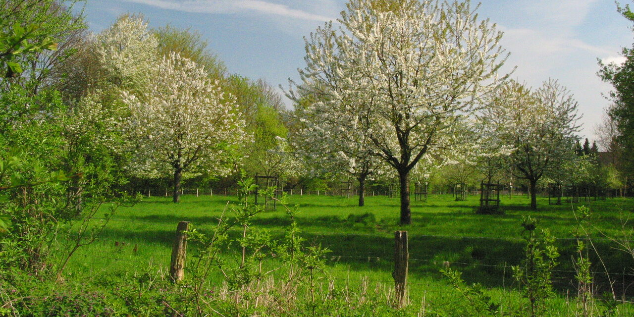 Obstwiese