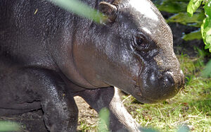 Zoo Duisburg, small hippo