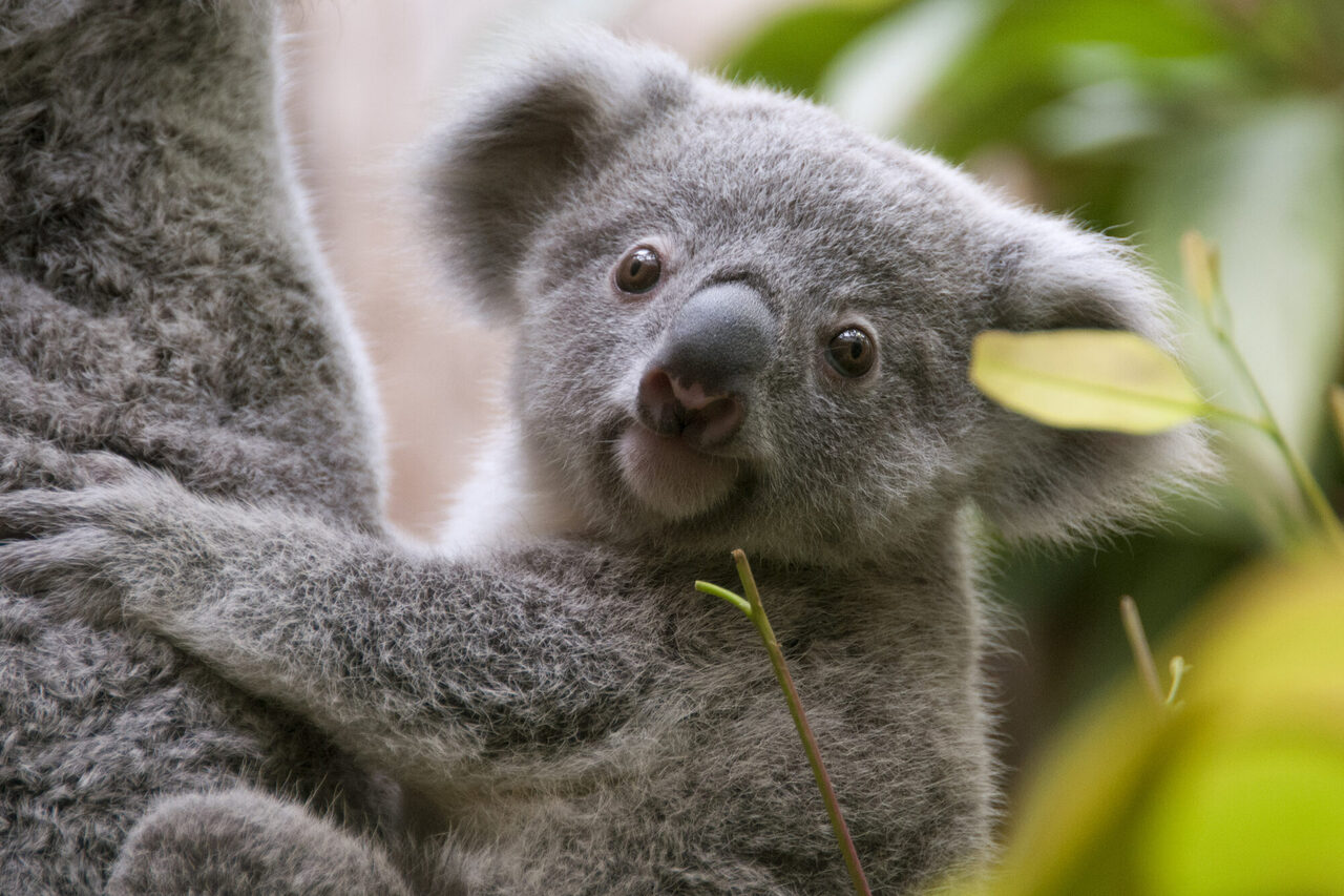 Young Koala