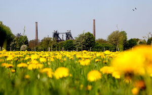 Flourishing meadows in the Landschaftspark