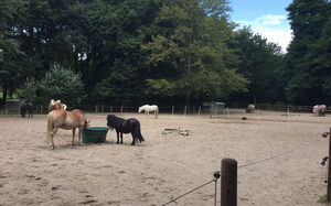 Pony's op het Mattlerhof