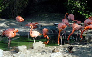 Zoo Duisburg, flamingo