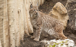 Zoo Duisburg, lynx