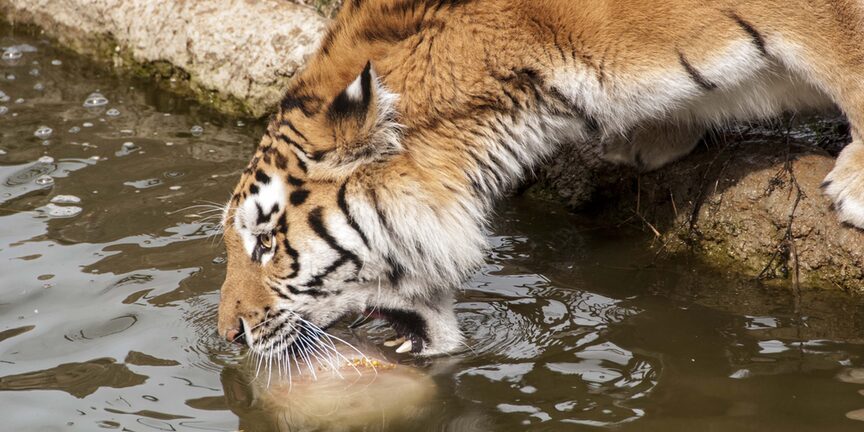 drinkende tijger
