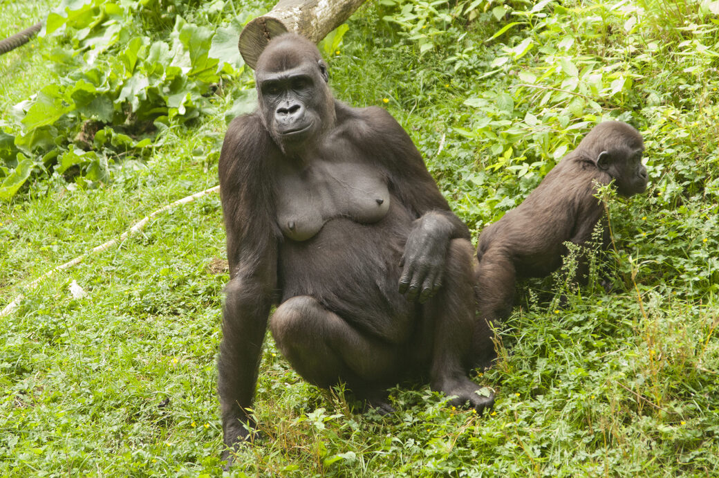 Gorilla met Nachwuchs