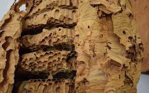 Bijenmuseum Duisburg, wespennest