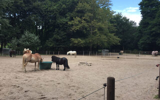 Ponys am Mattlerhof