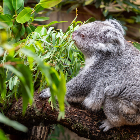 Koala im Zoo