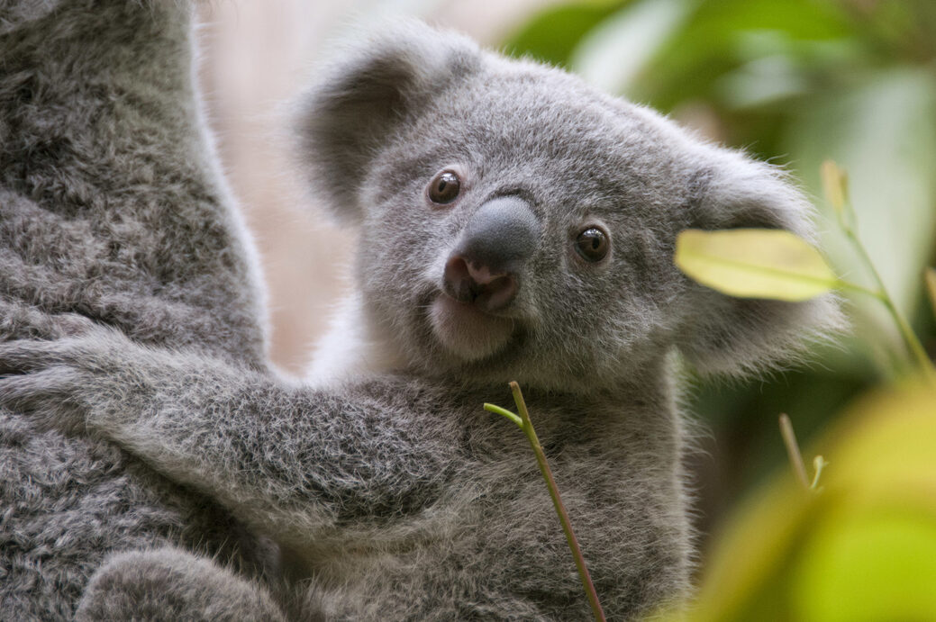 Koala Jungtier