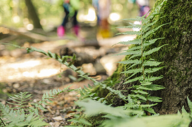 Grüne Farne mitten im Wald