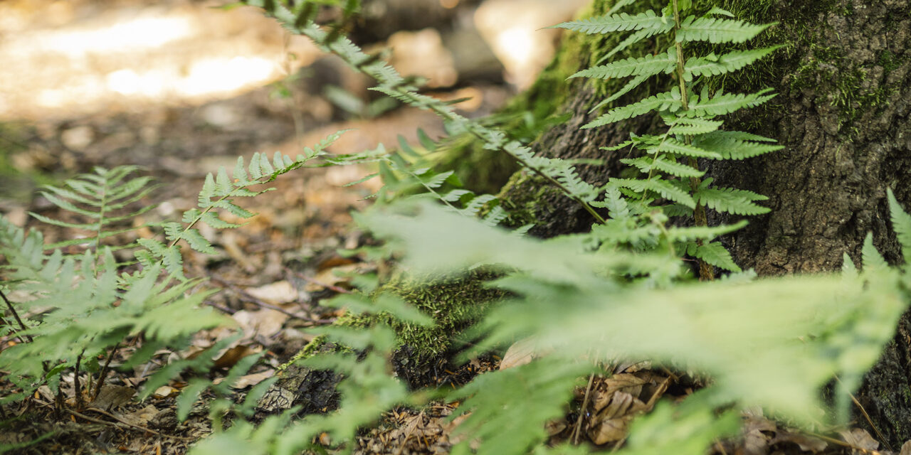 Grüne Farne mitten im Wald