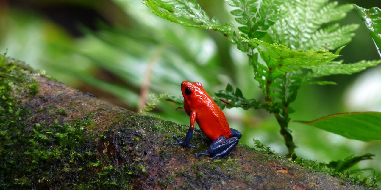 Giftpfeilfrosch