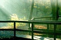 Duisburger Wald
