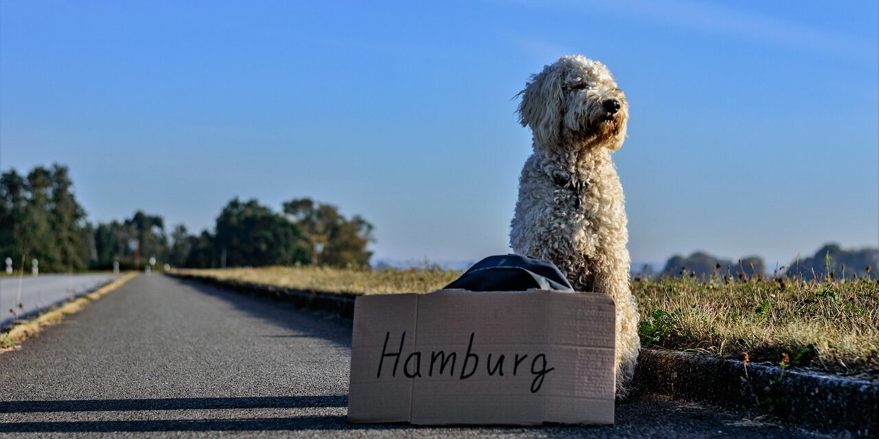weißer Hund auf Staße sitzend mit einem Hamburg-Schild