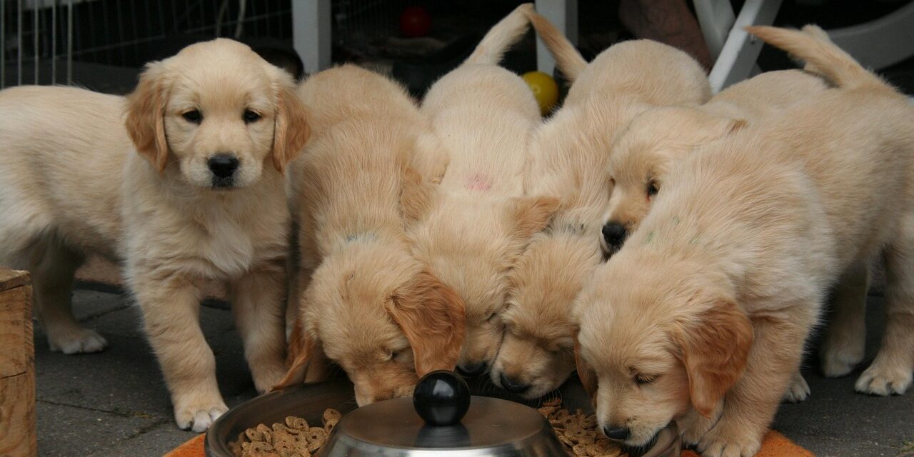 Golden Retriever Welpen vor einem Futternapf