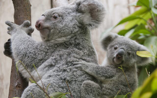 Koala mit Jungtier auf dem Rücken