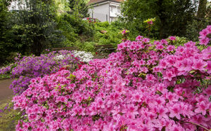 farbintensive Blumen