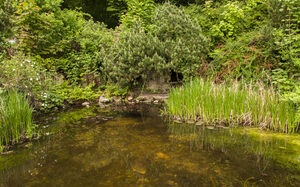 Teich im Botanischen Garten