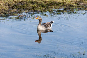 Gans schwimmt im Wasser.