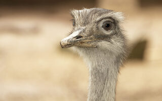 Emu schaut interessiert in die Kamera