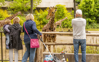 BesucherInnen stehen am Gatter und beobachten Giraffen.