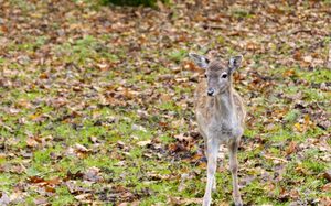 Rehkitz im Herbstlaub