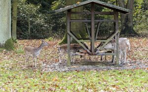 Damwild an einer Futterstelle