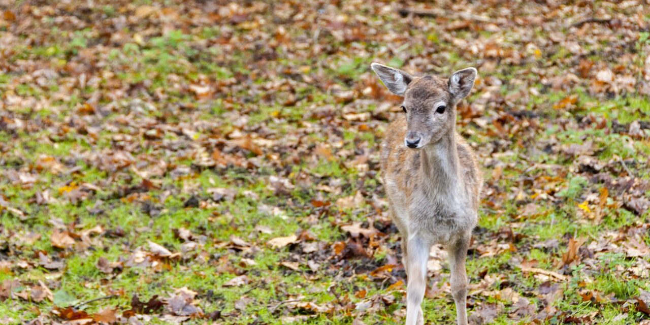 Rehkitz im Herbstlaub