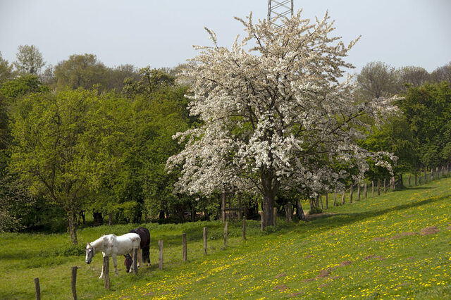 Pferde - Rheinaue Friemrsheim