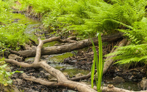 Farn und Bach im Stadtwald