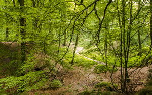 verschlungene Wege und Hügel im Stadtwald