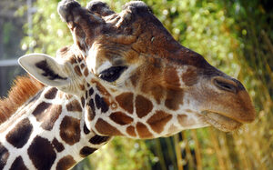 Porträt einer Giraffe