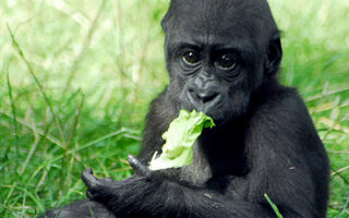 Zoo - Gorillababy isst ein Salatblatt