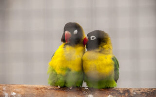 zwei farbenfrohe Vögel in einer Voliere im Volkspark Rheinhausen