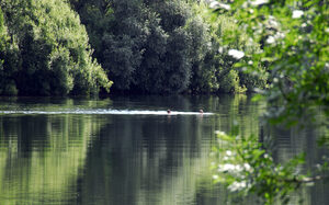 zwei Schwimmer im See