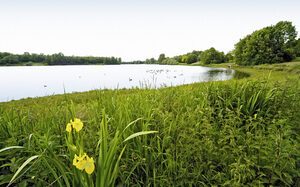 Toeppersee Wiesenufer