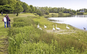 Familie betrachtet Schwäne am Toepperseeufer